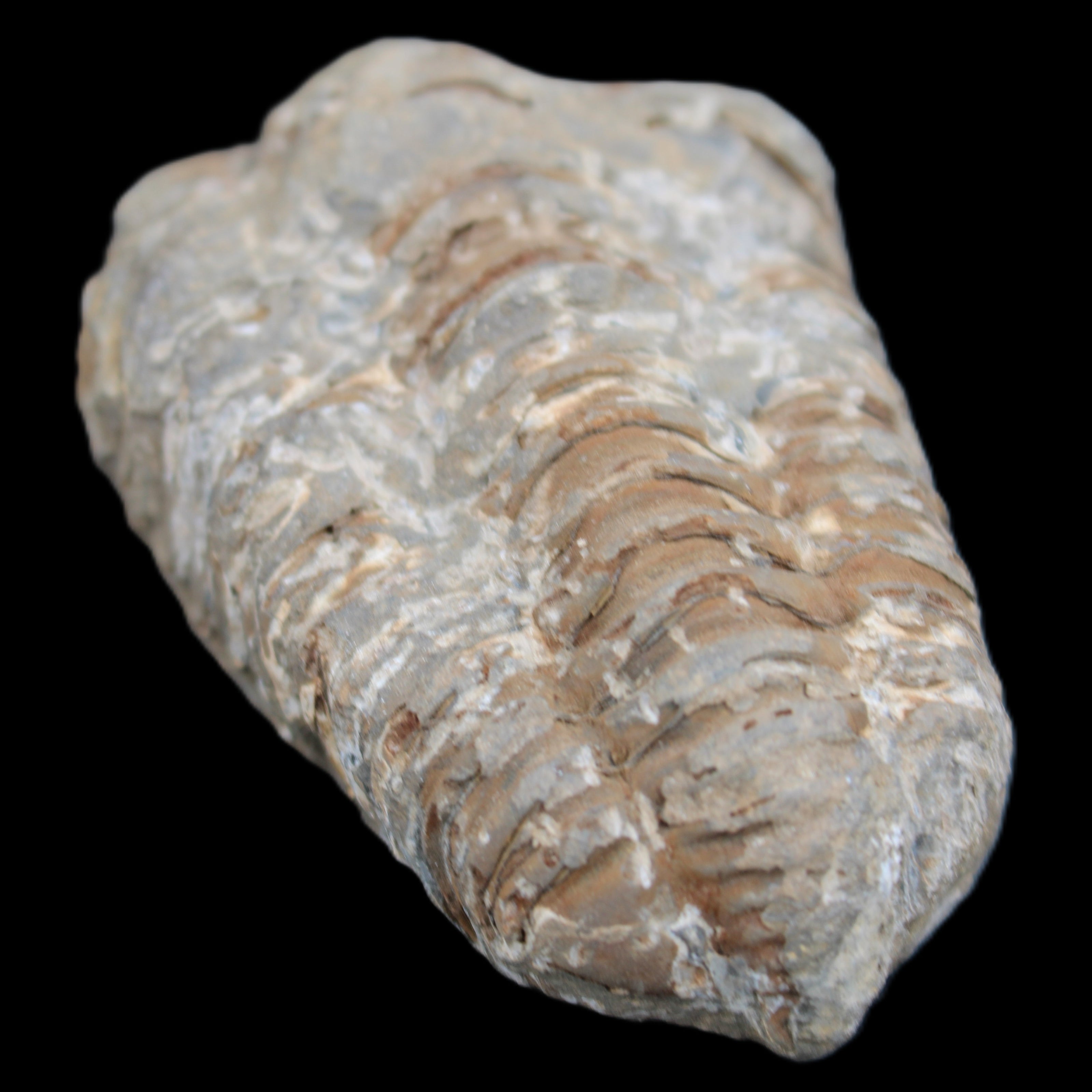 Trilobite Diacalymene ouzregui 48*78mm 122g in sunlight - Rocks and Things Store