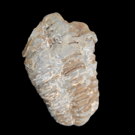 Trilobite Diacalymene ouzregui 48*78mm 122g in sunlight - Rocks and Things Store