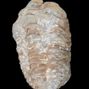 Trilobite Diacalymene ouzregui 48*78mm 122g in sunlight - Rocks and Things Store