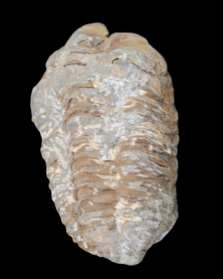 Trilobite Diacalymene ouzregui 48*78mm 122g in sunlight - Rocks and Things Store