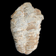 Trilobite Diacalymene ouzregui 48*78mm 122g in sunlight - Rocks and Things Store