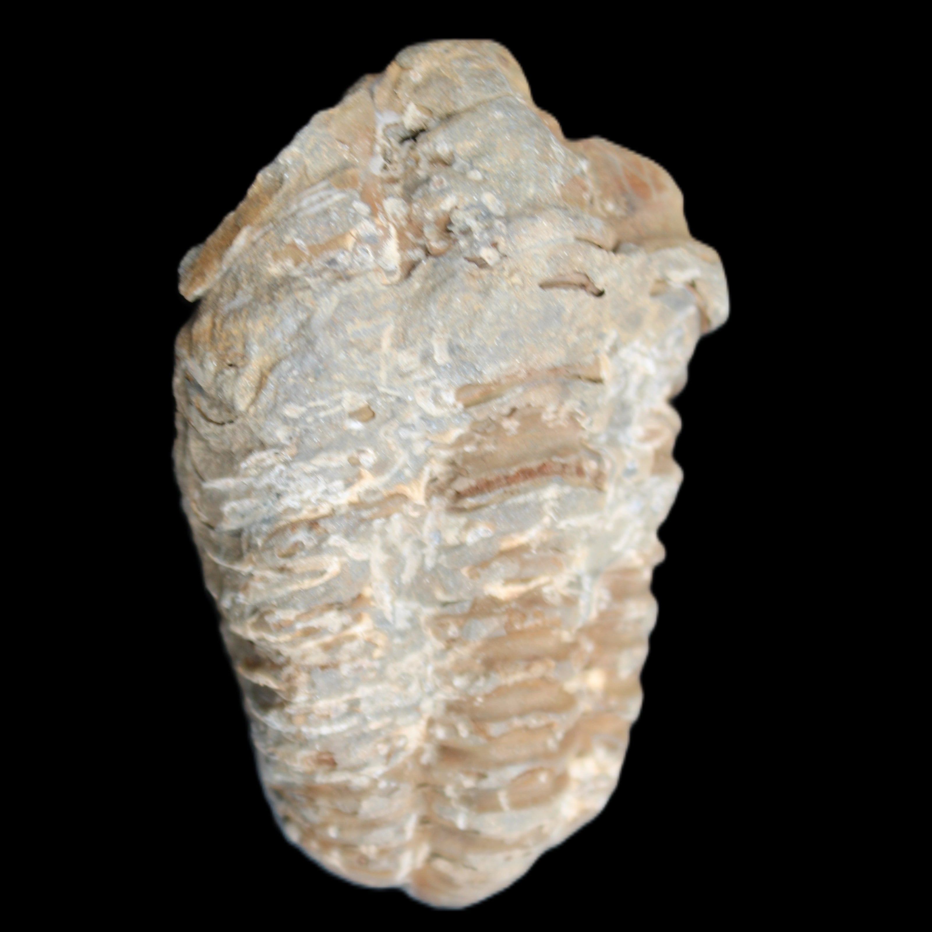 Trilobite Diacalymene ouzregui 48*78mm 122g in sunlight - Rocks and Things Store