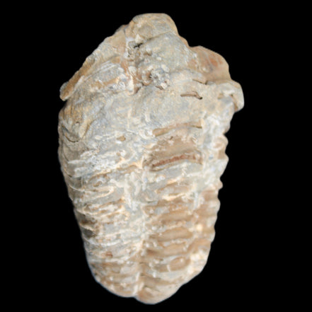 Trilobite Diacalymene ouzregui 48*78mm 122g in sunlight - Rocks and Things Store