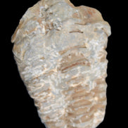 Trilobite Diacalymene ouzregui 48*78mm 122g in sunlight - Rocks and Things Store