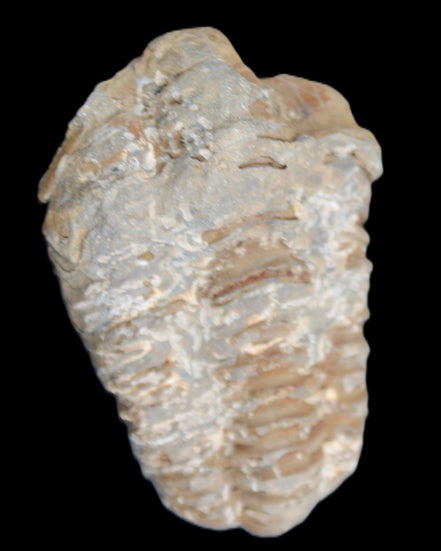 Trilobite Diacalymene ouzregui 48*78mm 122g in sunlight - Rocks and Things Store