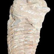 Trilobite Diacalymene ouzregui 63*76mm 143g in sunshine -Rocks and Things Store