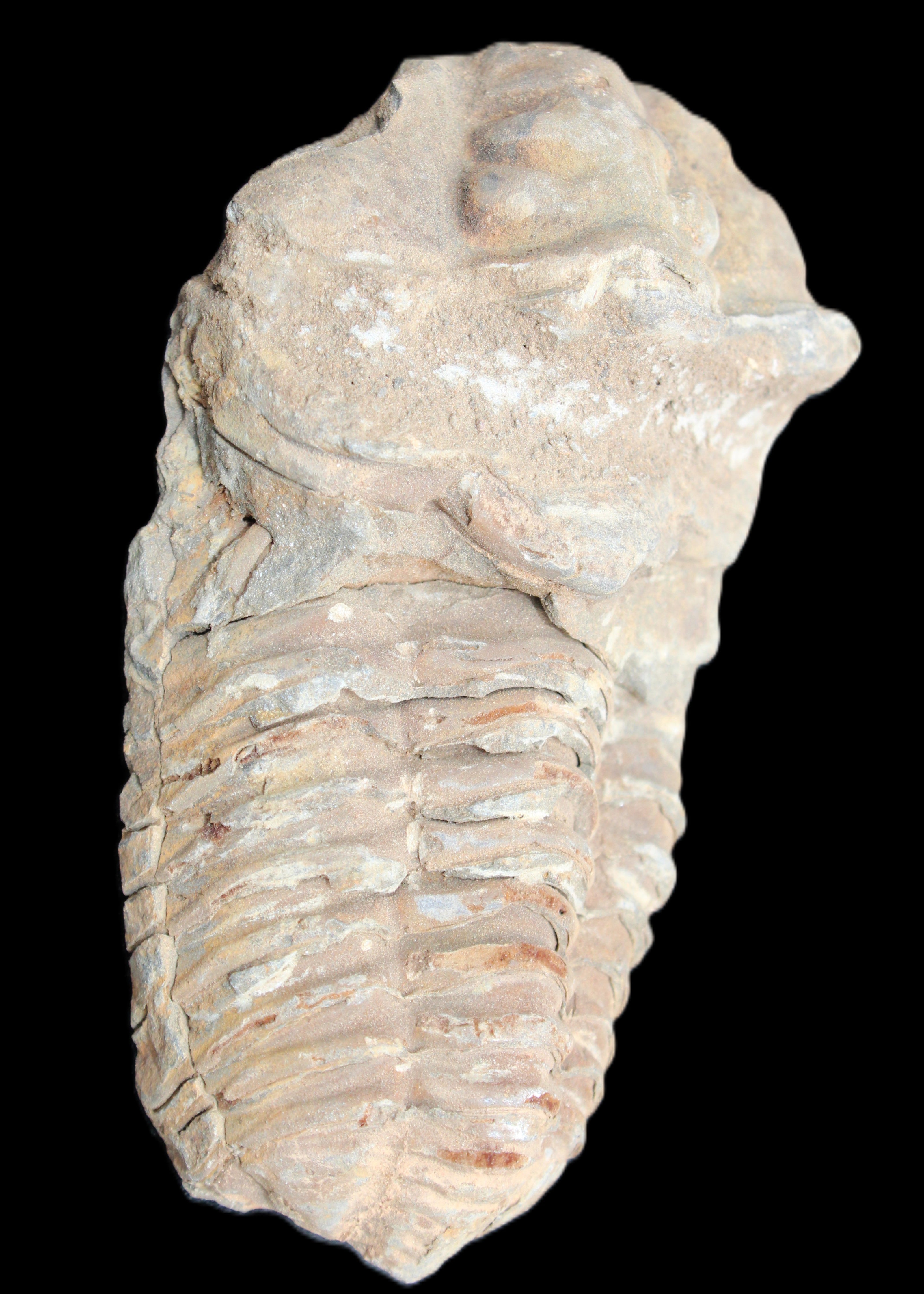 Trilobite Diacalymene ouzregui 63*76mm 143g in sunshine -Rocks and Things Store