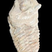 Trilobite Diacalymene ouzregui 63*76mm 143g in sunshine -Rocks and Things Store
