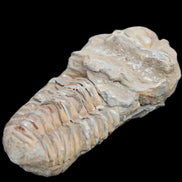 Trilobite Diacalymene ouzregui 63*76mm 143g in sunshine -Rocks and Things Store