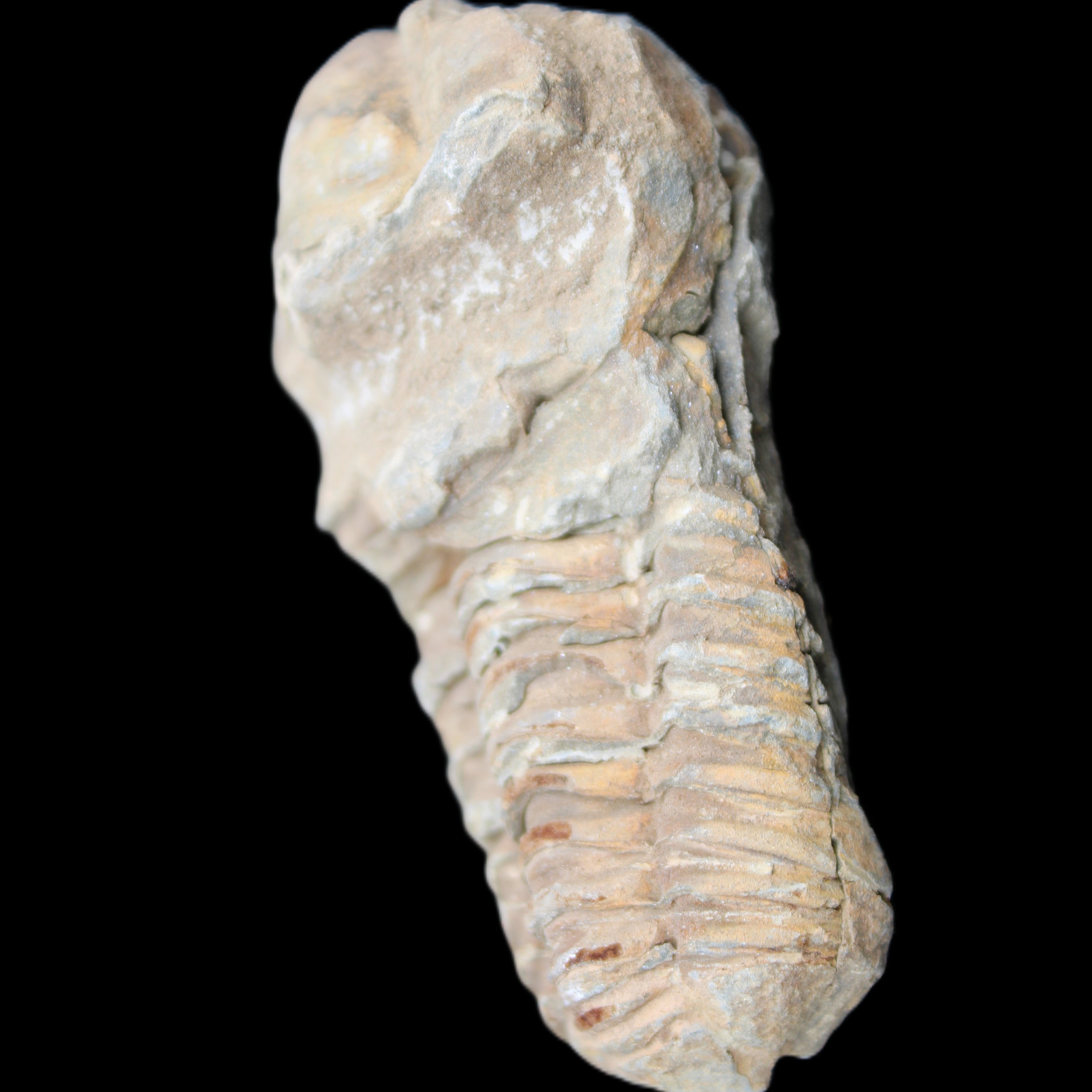 Trilobite Diacalymene ouzregui 63*76mm 143g in sunshine -Rocks and Things Store