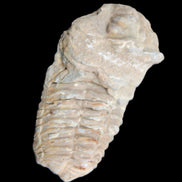 Trilobite Diacalymene ouzregui 63*76mm 143g in sunshine -Rocks and Things Store