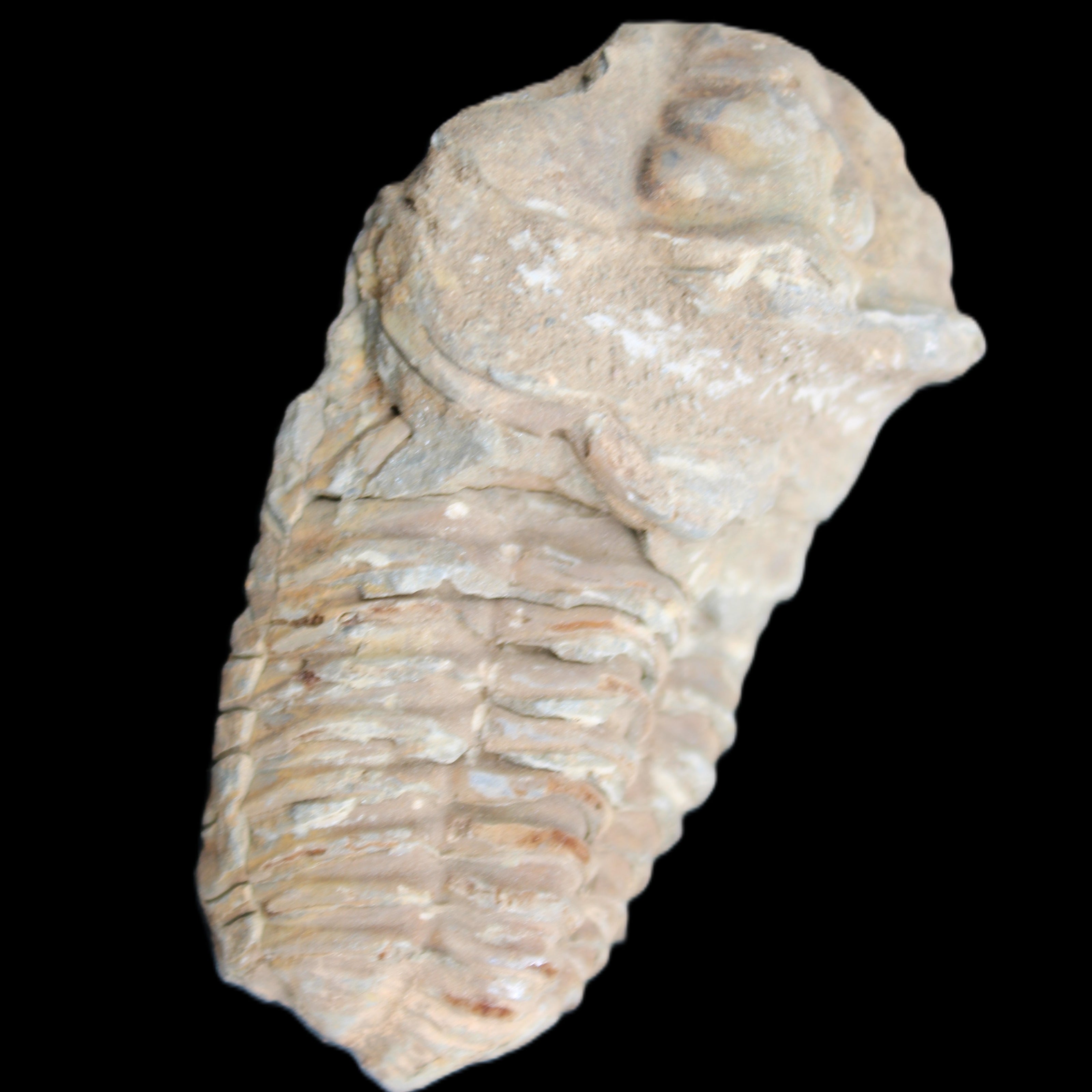 Trilobite Diacalymene ouzregui 63*76mm 143g in sunshine -Rocks and Things Store