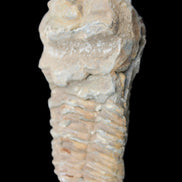 Trilobite Diacalymene ouzregui 63*76mm 143g in sunshine -Rocks and Things Store