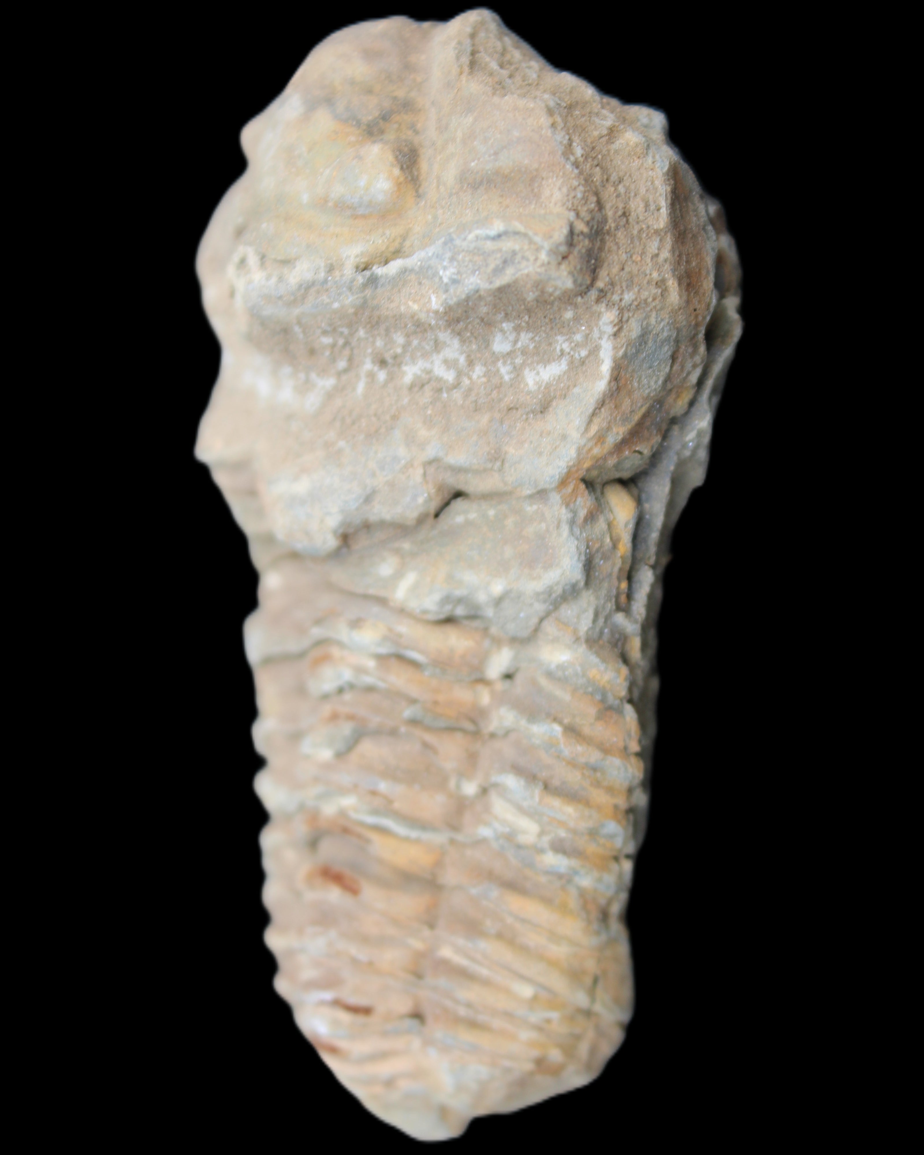 Trilobite Diacalymene ouzregui 63*76mm 143g in sunshine -Rocks and Things Store