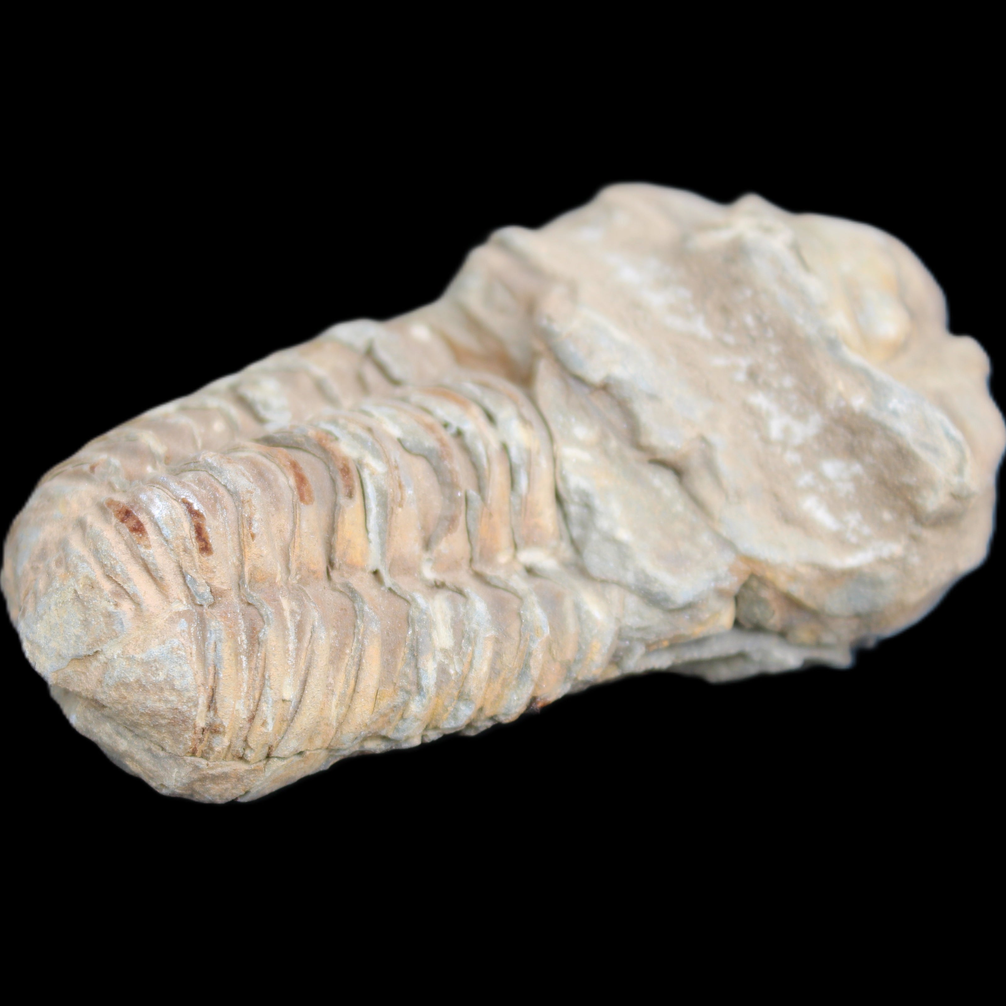 Trilobite Diacalymene ouzregui 63*76mm 143g in sunshine -Rocks and Things Store