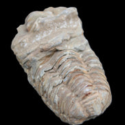 Trilobite Diacalymene ouzregui 63*76mm 143g in sunshine -Rocks and Things Store