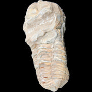 Trilobite Diacalymene ouzregui 63*76mm 143g in sunshine -Rocks and Things Store