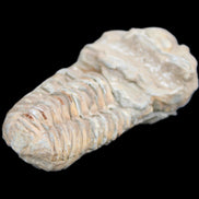 Trilobite Diacalymene ouzregui 63*76mm 143g in sunshine -Rocks and Things Store