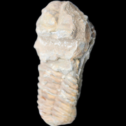 Trilobite Diacalymene ouzregui 63*76mm 143g in sunshine -Rocks and Things Store
