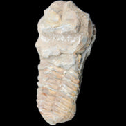 Trilobite Diacalymene ouzregui 63*76mm 143g in sunshine -Rocks and Things Store