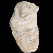 Trilobite Diacalymene ouzregui 63*76mm 143g in sunshine -Rocks and Things Store