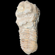 Trilobite Diacalymene ouzregui 63*76mm 143g in sunshine -Rocks and Things Store