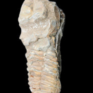 Trilobite Diacalymene ouzregui 63*76mm 143g in sunshine -Rocks and Things Store