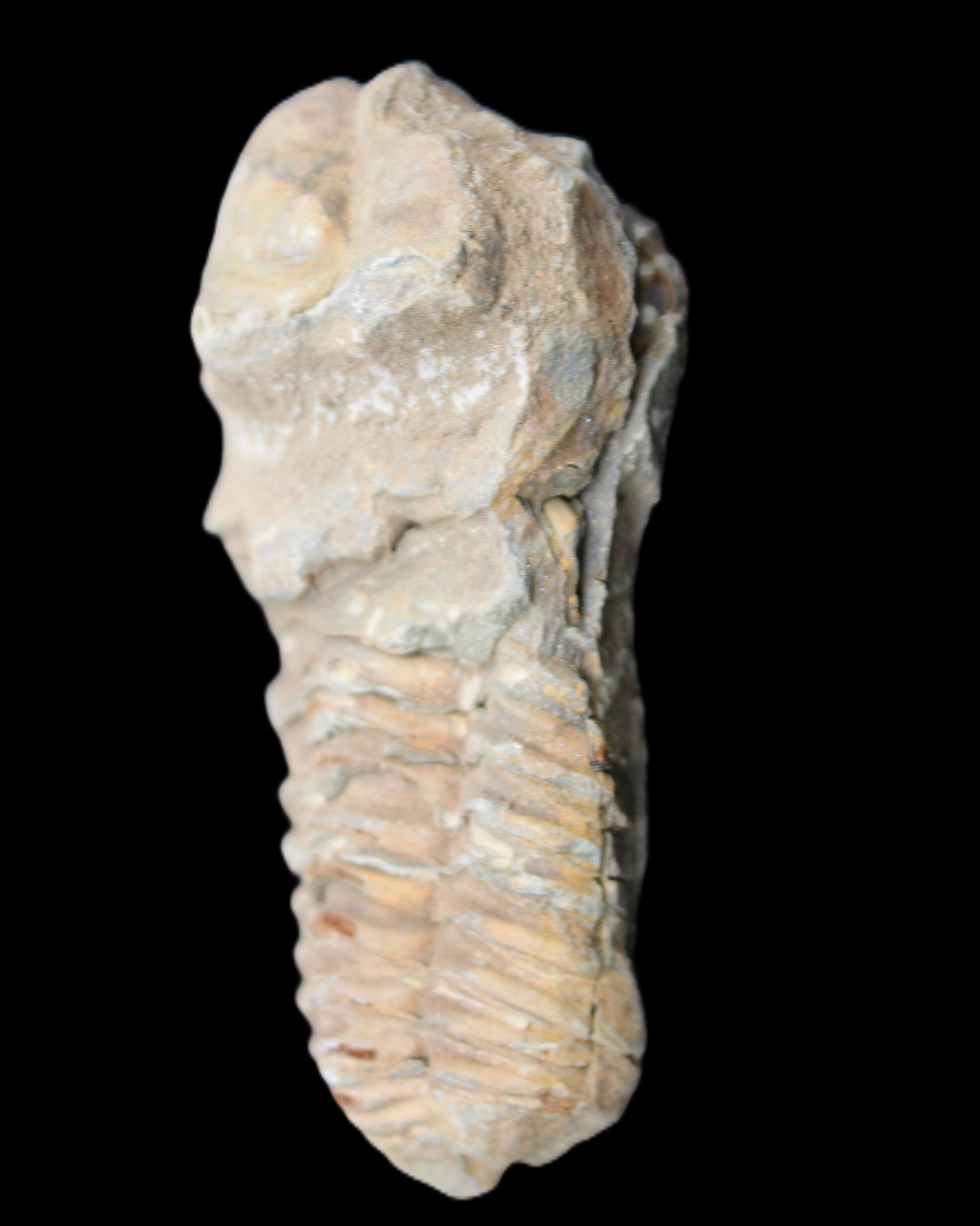 Trilobite Diacalymene ouzregui 63*76mm 143g in sunshine -Rocks and Things Store