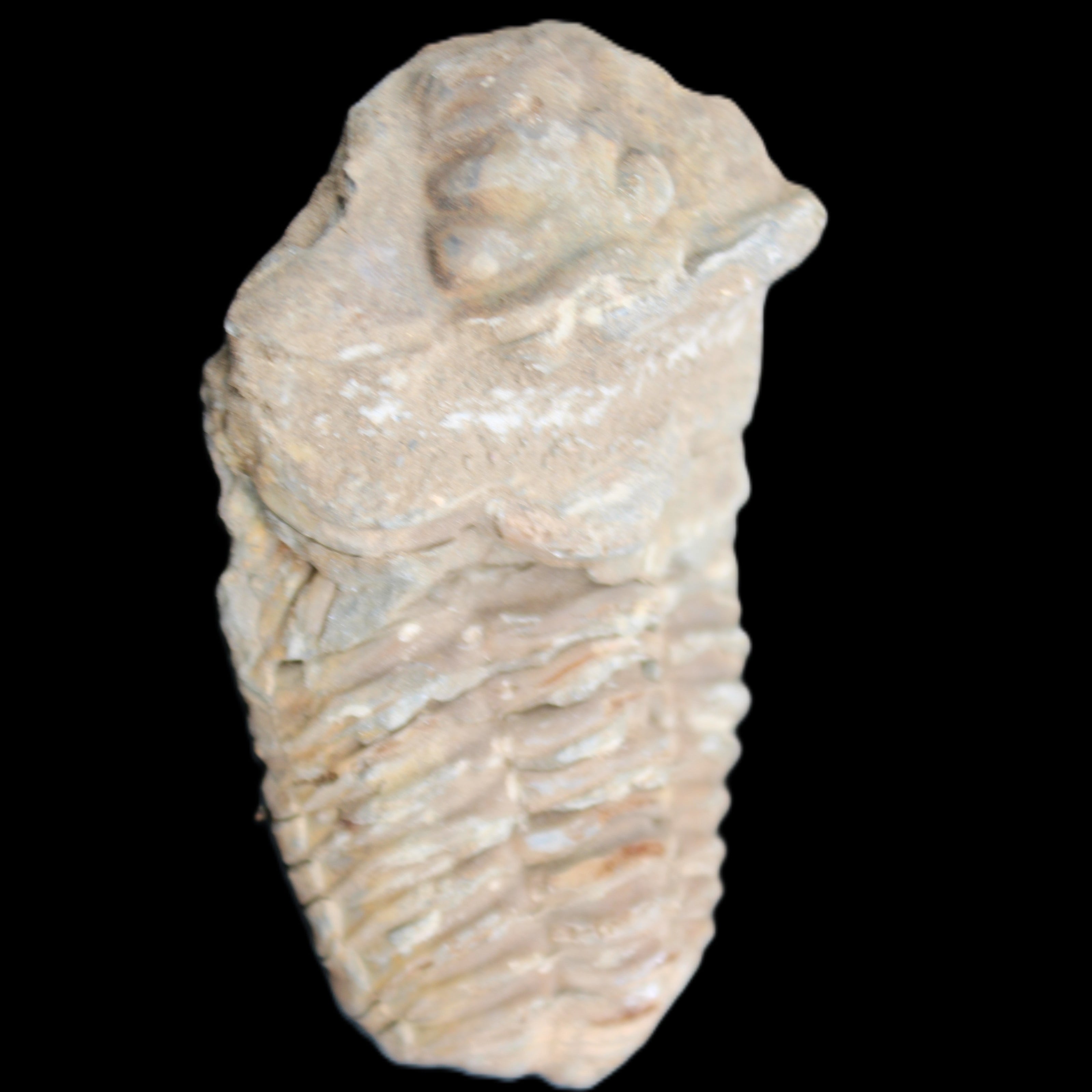 Trilobite Diacalymene ouzregui 63*76mm 143g in sunshine -Rocks and Things Store