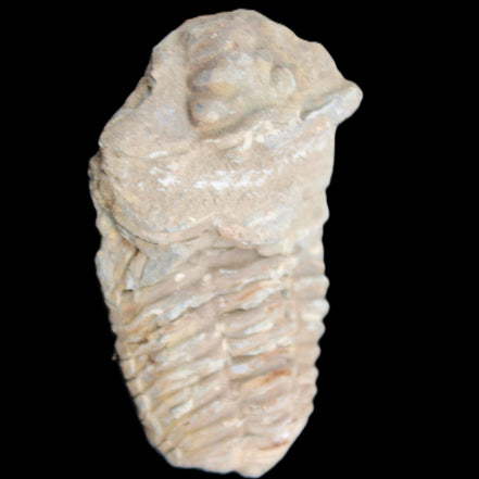 Trilobite Diacalymene ouzregui 63*76mm 143g in sunshine -Rocks and Things Store