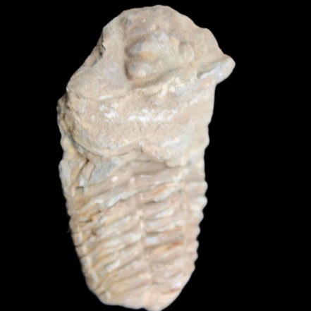 Trilobite Diacalymene ouzregui 63*76mm 143g in sunshine -Rocks and Things Store