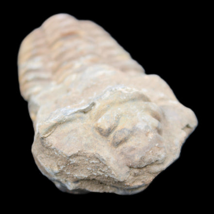 Trilobite Diacalymene ouzregui 63*76mm 143g in sunshine -Rocks and Things Store