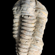 Trilobite Diacalymene 44*78mm 100g in sunshine - Rocks and Things Store