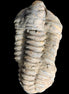 Trilobite Diacalymene 44*78mm 100g in sunshine - Rocks and Things Store