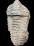 Trilobite Diacalymene 44*78mm 100g in sunshine - Rocks and Things Store