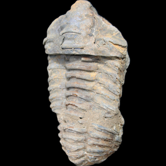 Trilobite Diacalymene ouzregui 490myo from Morocco 79-122g in sunlight - Rocks and Things Store