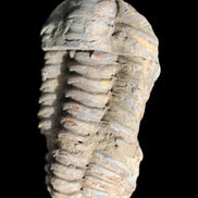 Trilobite Diacalymene 44*78mm 100g in sunshine - Rocks and Things Store