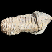 Trilobite Diacalymene 44*78mm 100g in sunshine - Rocks and Things Store