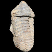 Trilobite Diacalymene 44*78mm 100g in sunshine - Rocks and Things Store