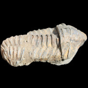 Trilobite Diacalymene 44*78mm 100g in sunshine - Rocks and Things Store