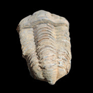 Trilobite Diacalymene 44*78mm 100g in sunshine - Rocks and Things Store
