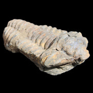 Trilobite Diacalymene 44*78mm 100g in sunshine - Rocks and Things Store