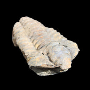 Trilobite Diacalymene 44*78mm 100g in sunshine - Rocks and Things Store