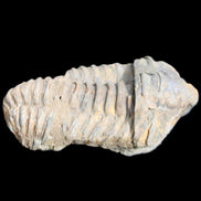 Trilobite Diacalymene 44*78mm 100g in sunshine - Rocks and Things Store