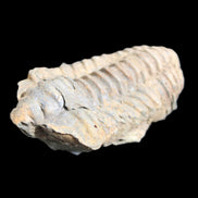 Trilobite Diacalymene 44*78mm 100g in sunshine - Rocks and Things Store