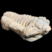 Trilobite Diacalymene 44*78mm 100g in sunshine - Rocks and Things Store