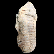 Trilobite Diacalymene 44*78mm 100g in sunshine - Rocks and Things Store