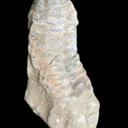 Trilobite Diacalymene 39*76mm 79g in sunlight - Rocks and Things Store