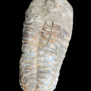 Trilobite Diacalymene 39*76mm 79g in sunlight - Rocks and Things Store