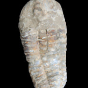 Trilobite Diacalymene 39*76mm 79g in sunlight - Rocks and Things Store